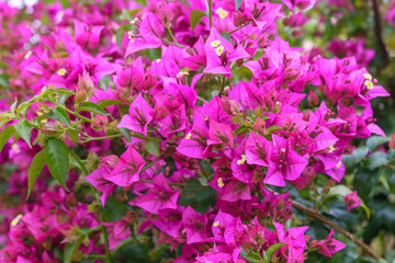 Bougainvillea is a tropical plant genus in the carnation order of the miracle flower family. There are vines that climb using stalk thorns.-Coast of mediterranean sea - Majorca