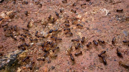 A lot of ants on the rock