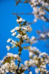 white flower