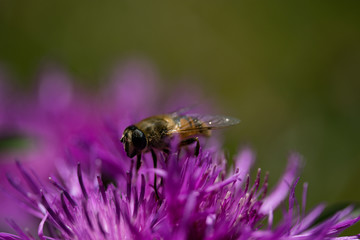 bee
