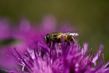 bee