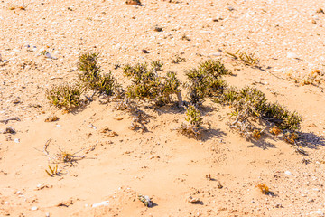 Lichen field on the edge of the Namib Desert, Namibia