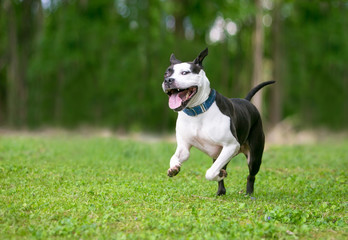 A happy black and white Pit Bull Terrier mixed breed dog running and playing outdoors