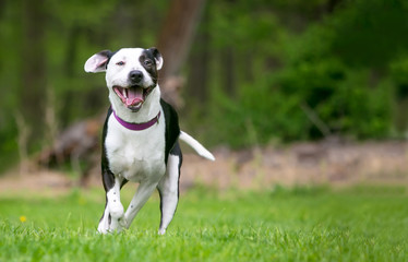 A happy black and white mixed breed dog running and playing outdoors