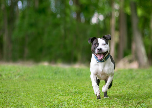 A Happy Black And White Pit Bull Terrier Mixed Breed Dog Running And Playing Outdoors