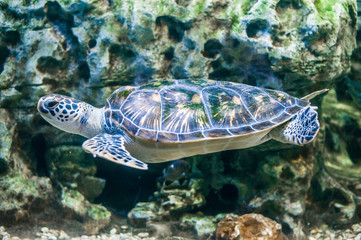 green sea turtle swims underwater