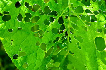 Close-up of green leaves with pest holes. Abstract natural background. - obrazy, fototapety, plakaty