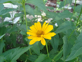 Large yellow flowers of Heliopsis (helianthoides).