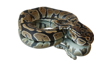 Snake and its reflection. Lies on the mirror.