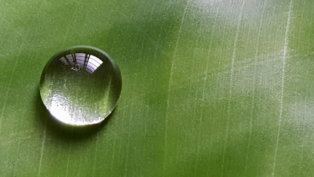 Gota de água na folha verde de bananeira.