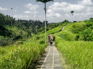 a farmer  is walking on a path with a large bundle of grass on his back in a scenic balinese landscape 