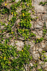 Ivy on a stone wall. The plant on the wall.