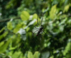 yellow, black asian spider with big legs in its net with a lush green blurred background
