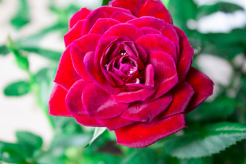 Red flower in garden. Flower at sunny summer or spring day. Flower for postcard beauty decoration and agriculture concept design. Beautiful flower in tropical garden. Colorful flower.