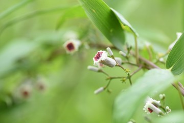 Skunk vine (Paederia scandens) flowers / Skunk vine is also a medicinal plant with a bad smell in its leaves and stems.