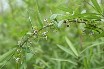 Skunk vine (Paederia scandens) flowers / Skunk vine is also a medicinal plant with a bad smell in its leaves and stems.
