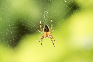 Spider in the middle of spider-web on green background