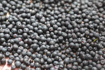 berries of bilberry on a background, blueberry in hands