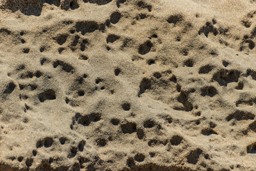 Details of sandstone texture background. The surface with depressions and pits formed under the influence of wind and sea surf. Beautiful natural sandstone texture