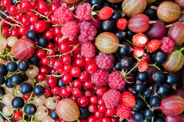 Closeup mix of fresh organic berries