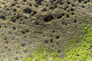 Details of sandstone texture background. The surface with depressions and pits formed under the wind and sea surf. Wet algae and small clams are visible. Beautiful natural sandstone texture