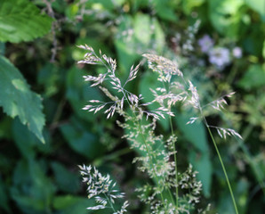 Holcus lanatus, common names include Yorkshire fog, tufted grass, and meadow soft grass
