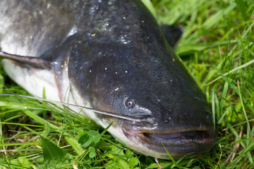 Wels Catfish – Silurus glanis – in detail