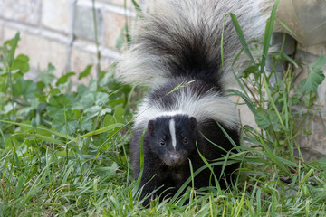  Young striped skunk (Mephitis mephitis) near the human dwelling 