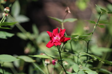 Fototapeta na wymiar Red Flower