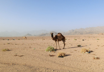 single camel in a dessert in Egypt with mountains and a lot of plastic rubbish, sharm el sheikh