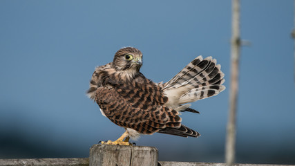 The young Kestrel's tail in the air