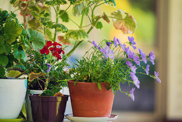 summer flowers in the pot