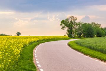 field of a rape on a sunny day