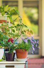 summer flowers in the pot