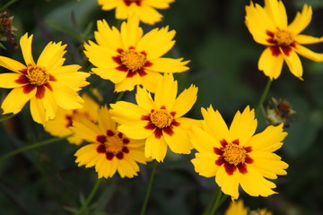 Цветы Flowers