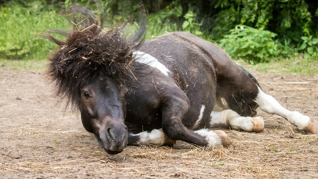 Shetty-Pony mit wilder M&auml;hne beim W&auml;lzen