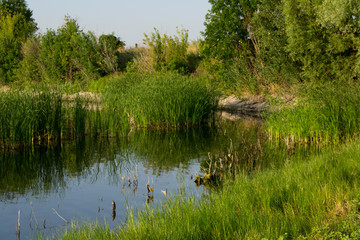  little lake among the trees