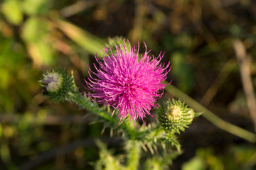  thistle among the grass top view