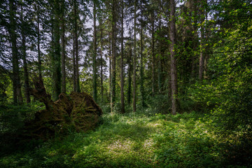 Woodland scene in cornwall england uk during summer 