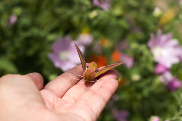 Elephant Hawk-moth on the hand, Deilephila elpenor is a moth from the Sphingdae family, close up. Green and pink nightwear, butterfly