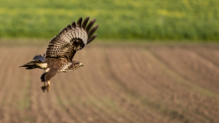 Bussard im Flug
