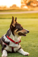 Black headed tri color Pembroke Welsh Corgi laying in the grass at a park. Golden sunset light in the background.