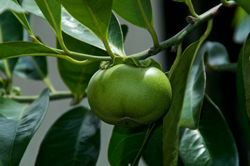 Beach apple on manchineel tree, Hippomane mancinella, considered the world's most dangerous tree and fruit with all parts being toxic.