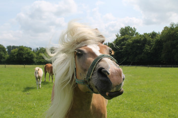 Pferd schüttelt Kopf © Kathi Timmer