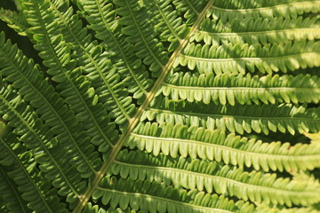 fern in the forest, fern leaves at summer, fern background