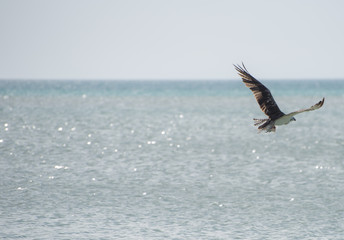 Holbox Caribbean Island in Mexico, home of rich birdlife, also part of the Yum Balam Biosphere Reserve. large diversity of birds Flamingos, cormorants, herons, frigate birds, pelicans and more birds