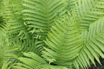 fern in the forest, fern leaves at summer, fern background