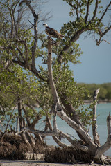 Holbox Caribbean Island in Mexico, home of rich birdlife, also part of the Yum Balam Biosphere Reserve. large diversity of birds Flamingos, cormorants, herons, frigate birds, pelicans and more birds