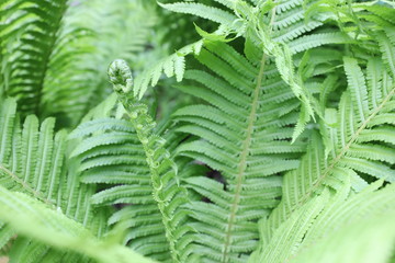 fern in the forest, fern leaves at summer, fern background