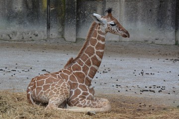 Baby giraffe in zoo